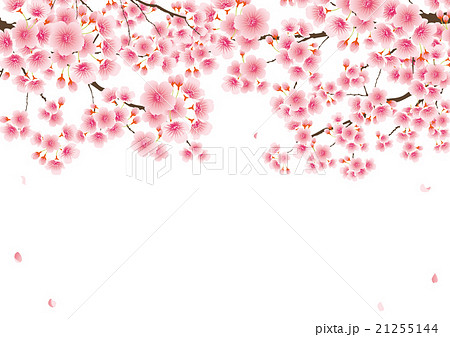 桜木 背景無し 横向き のイラスト素材