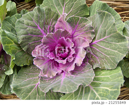 Cabbage Asia in the garden Thailand 21255849