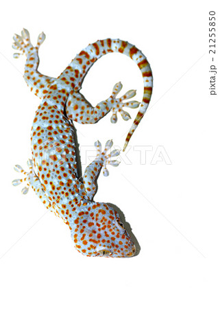 Big gecko on wall 21255850