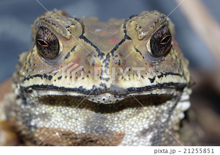 Toad Southeast Asia 21255851