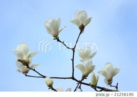 ハクモクレン ハクモクレン 21256190