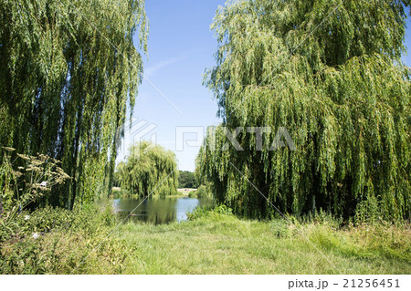 ロンドン郊外の公園 ロンドン郊外の公園 21256451