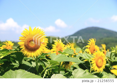ひまわり 21256555