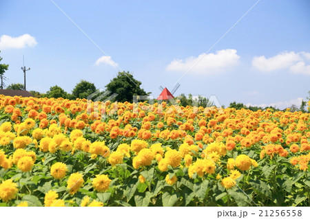 ひまわり ひまわり 21256558