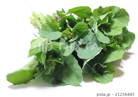 のらぼう菜 21256885