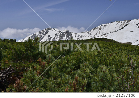 室堂のハイマツと立山連峰/富山県 立山町 室堂のハイマツと立山連峰/富山県 立山町 21257100