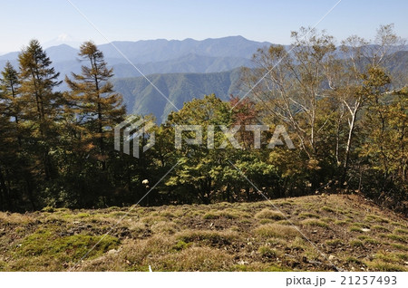 小金沢連嶺と黄葉の落葉松 21257493