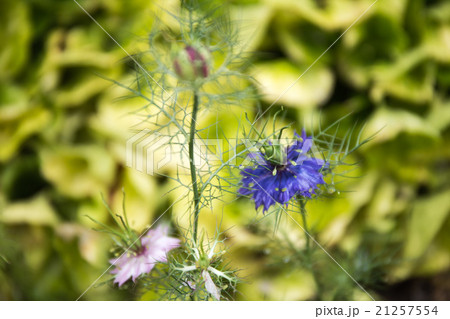 ホールプレースガーデン 21257554