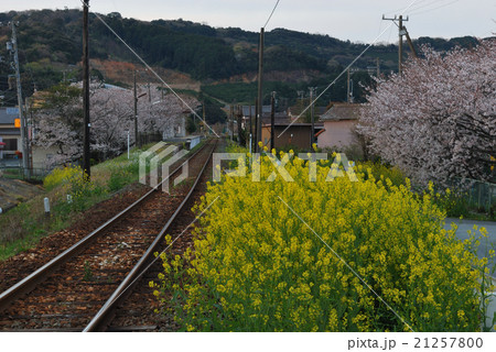 ローカル線 桜 菜の花 ローカル線 桜 菜の花 21257800