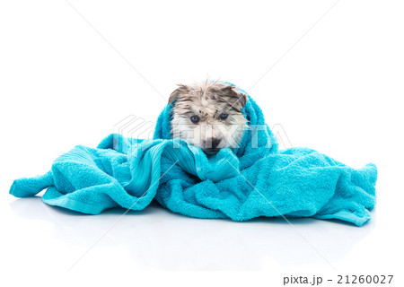 Siberian husky puppy after bath is covered with a blue towel Siberian husky puppy after bath is covered with a blue towel 21260027