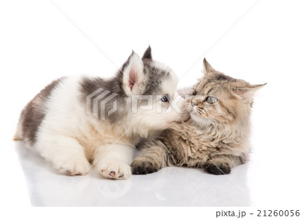 Cute siberian husky puppy kissing cute kitten 21260056