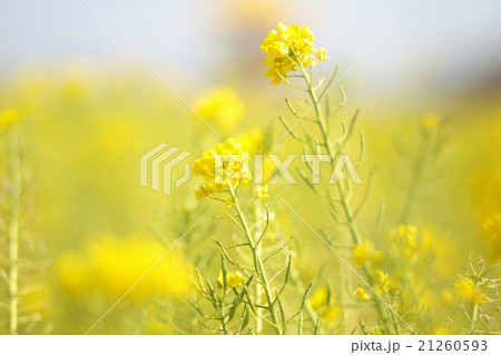 菜の花畑 21260593