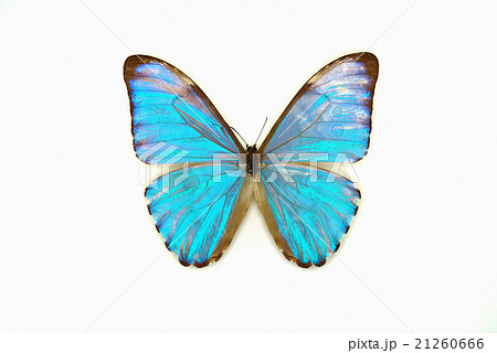 蝶標本 モルフォ蝶 ブラジル ボルチスモルフォの写真素材