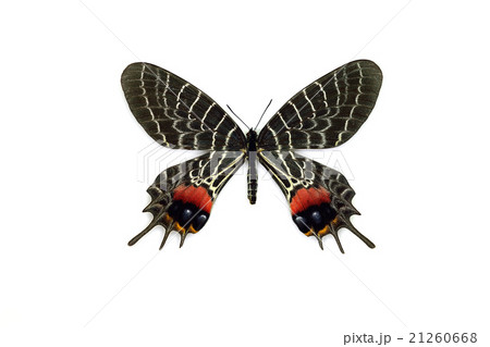 蝶標本 シボリアゲハ ミャンマーの写真素材 [21260668] - PIXTA