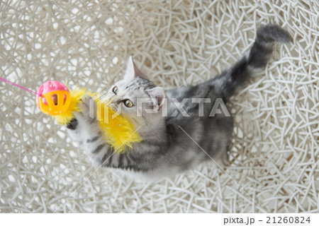 Cute tabby kitten playing toy 21260824