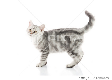 Cute tabby kitten on white background isolate 21260829