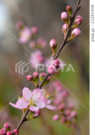 ニワウメ 21261448