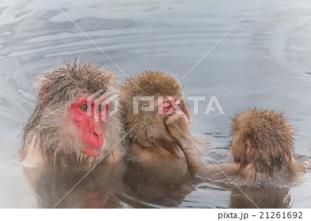 湯けむりのおさるさん Japanese monkey in the hot spring 湯けむりのおさるさん Japanese monkey in the hot spring 21261692