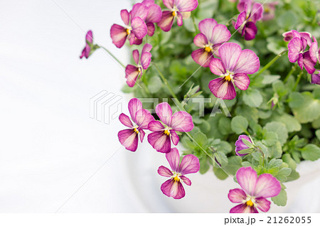 パンジー・ビオラ(生駒アメジストアンティーク) パンジー・ビオラ(生駒アメジストアンティーク) 21262055