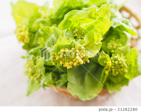 菜の花 21262280