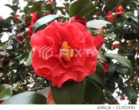 古来より日本人に愛されてきた椿 冬場の炉の季節は茶席が椿一色となるので茶花の女王の異名をもつ の写真素材
