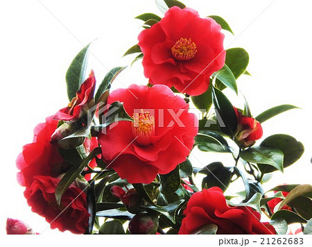 古来より日本人に愛されてきた椿 冬場の炉の季節は茶席が椿一色となるので茶花の女王の異名をもつ の写真素材