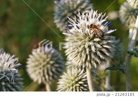 inflorescence Echinops horizontal close up 21263185