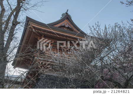 専称寺と梅 専称寺と梅 21264821