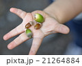 どんぐり拾ったよ 21264884