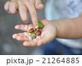 どんぐり拾い 21264885