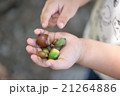 どんぐり拾い 21264886