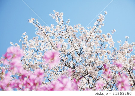 青空に咲く桜　春イメージ 21265266