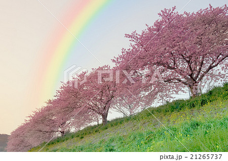 虹と桜並木　イメージ 21265737