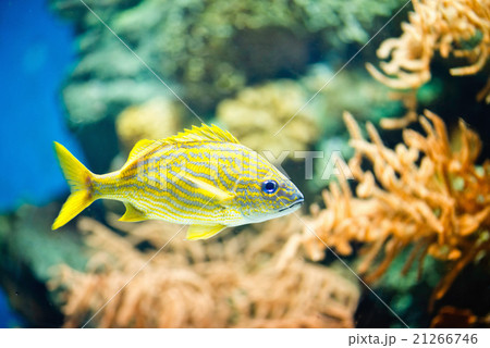 French grunt French grunt 21266746