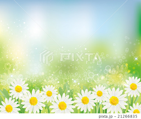 デージー　背景 21266835