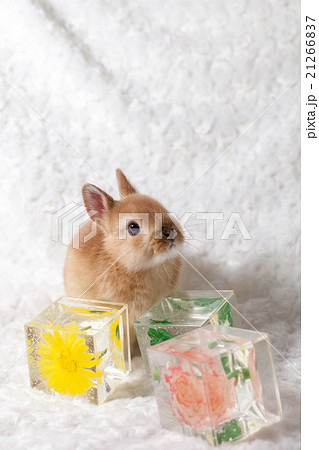 うさぎと華水晶 うさぎと華水晶 21266837