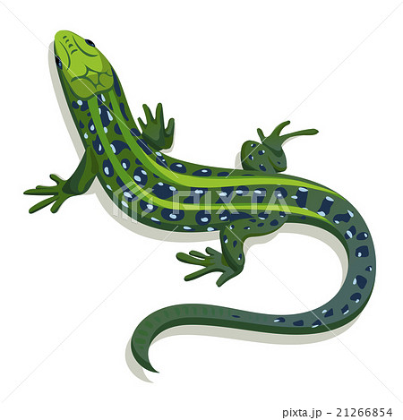 Green Lizard Vector Illustrationのイラスト素材