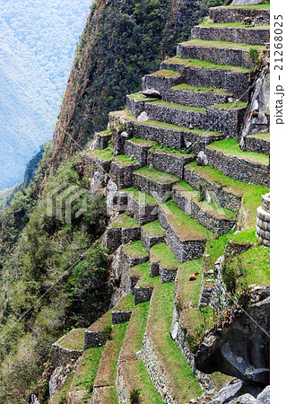 terraces of Machu Picchu terraces of Machu Picchu 21268025