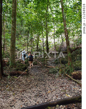 パラオの観光名所のジェリーフィッシュレイクへ続く山道を行く観光客 パラオの観光名所のジェリーフィッシュレイクへ続く山道を行く観光客 21268928