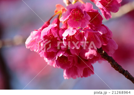 ヒカンザクラ ヒカンザクラ 21268964