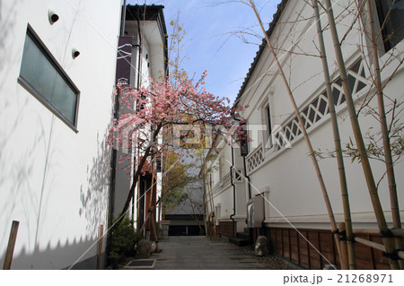 善光寺界隈　桜のある路地 21268971