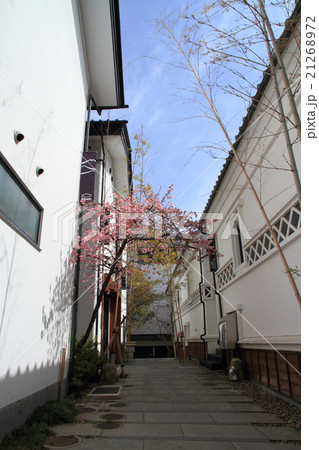 善光寺界隈　桜のある路地 21268972