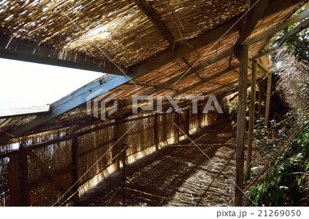 ウミウの捕獲場 ウミウの捕獲場 21269050