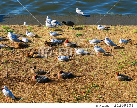 野鳥の日向ぼっこ 野鳥の日向ぼっこ 21269101