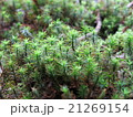 スギゴケ 21269154