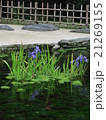 庭園のアヤメ 21269155