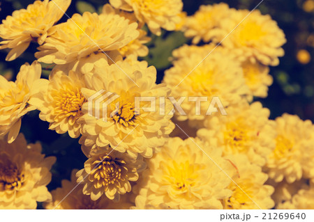 Asteraceae in a botanical garden, vintage look Asteraceae in a botanical garden, vintage look 21269640
