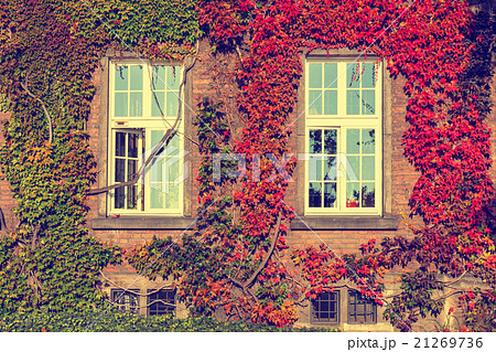 Climbing vines of ivy on a house, vintage look 21269736