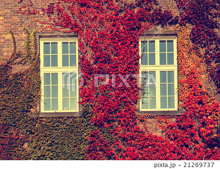 Climbing vines of ivy on a house, vintage look Climbing vines of ivy on a house, vintage look 21269737