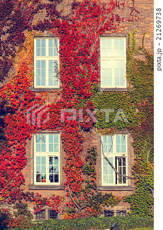 Climbing vines of ivy on a house, vintage look Climbing vines of ivy on a house, vintage look 21269738